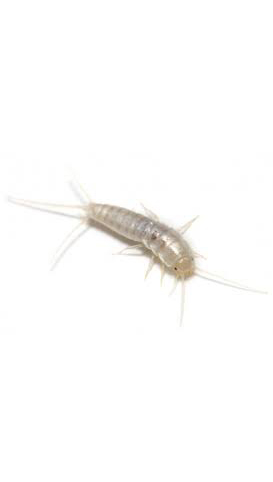 Fish moth copy