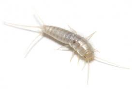 Fish moth